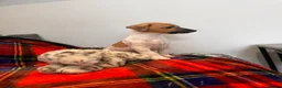 Jack Russell dogs for sale: Stunning Jack Russel pups ready to go  - Advert 6