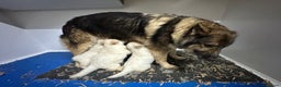 German Shepherd dogs for sale: Traditional Long Coat, Straight backed GSD Puppies - Advert 15