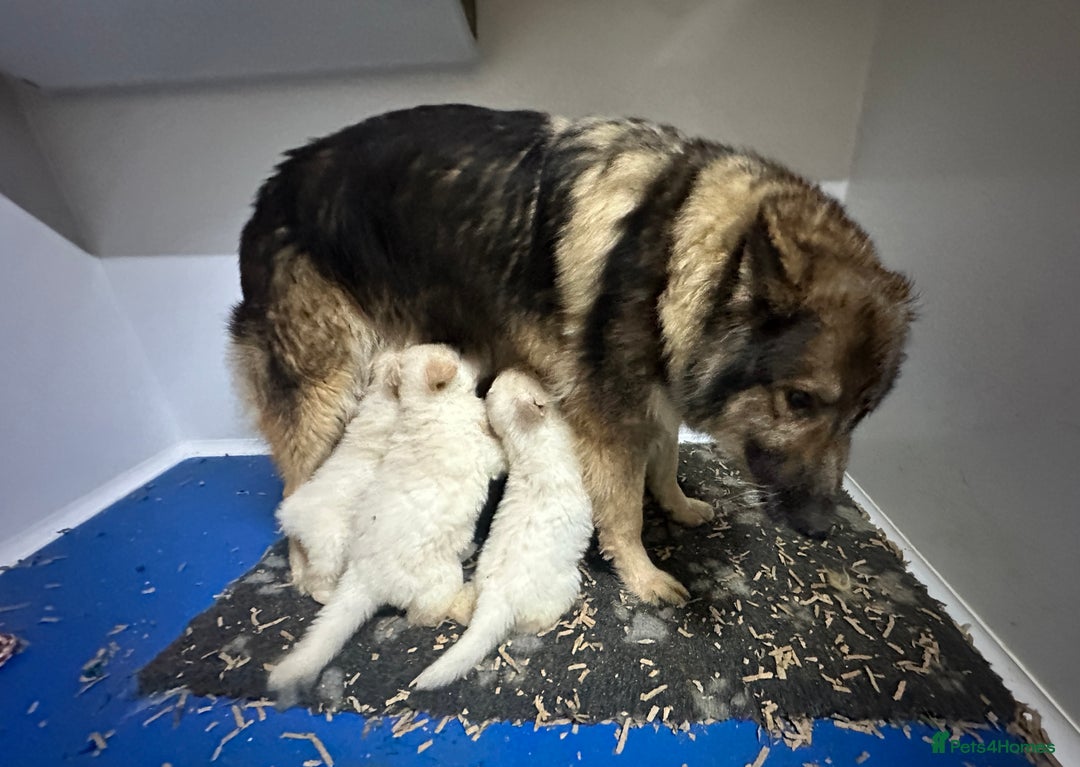 German Shepherd dogs for sale: Traditional Long Coat, Straight backed GSD Puppies - Advert 15