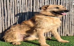 Mixed Breed dogs for adoption: Urgent 🚨 Can you please offer me a home 🏡  - Advert 4