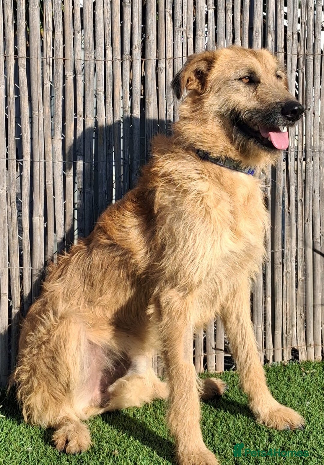 Mixed Breed dogs for adoption: Urgent 🚨 Can you please offer me a home 🏡  - Advert 4