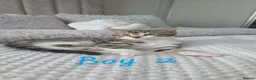 Mixed Breed cats for sale: 5 Kittens Looking for a New Home  - Advert 2