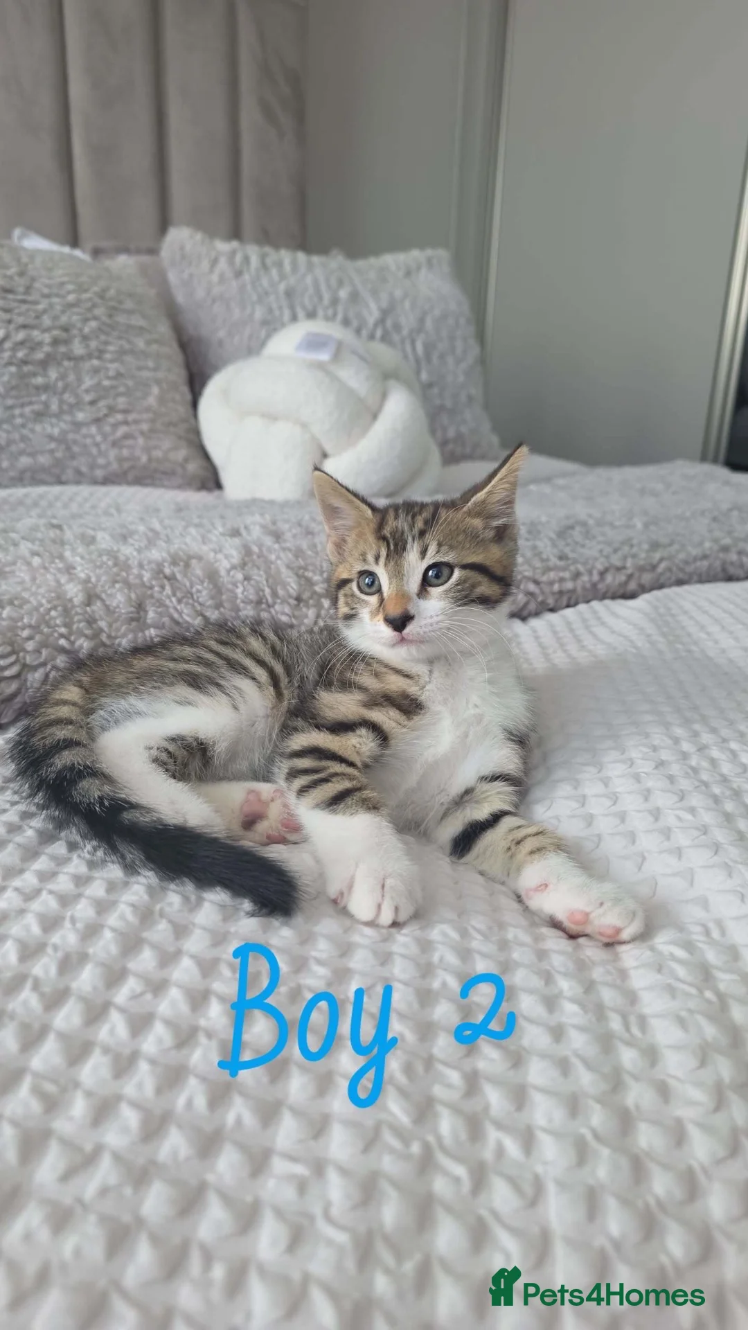 Mixed Breed cats for sale: 5 Kittens Looking for a New Home  - Advert 2