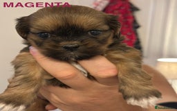 Lhasa Apso dogs for sale: Full Pedigree KC REG LHASA APSO PUPPIES !!! - Image 16