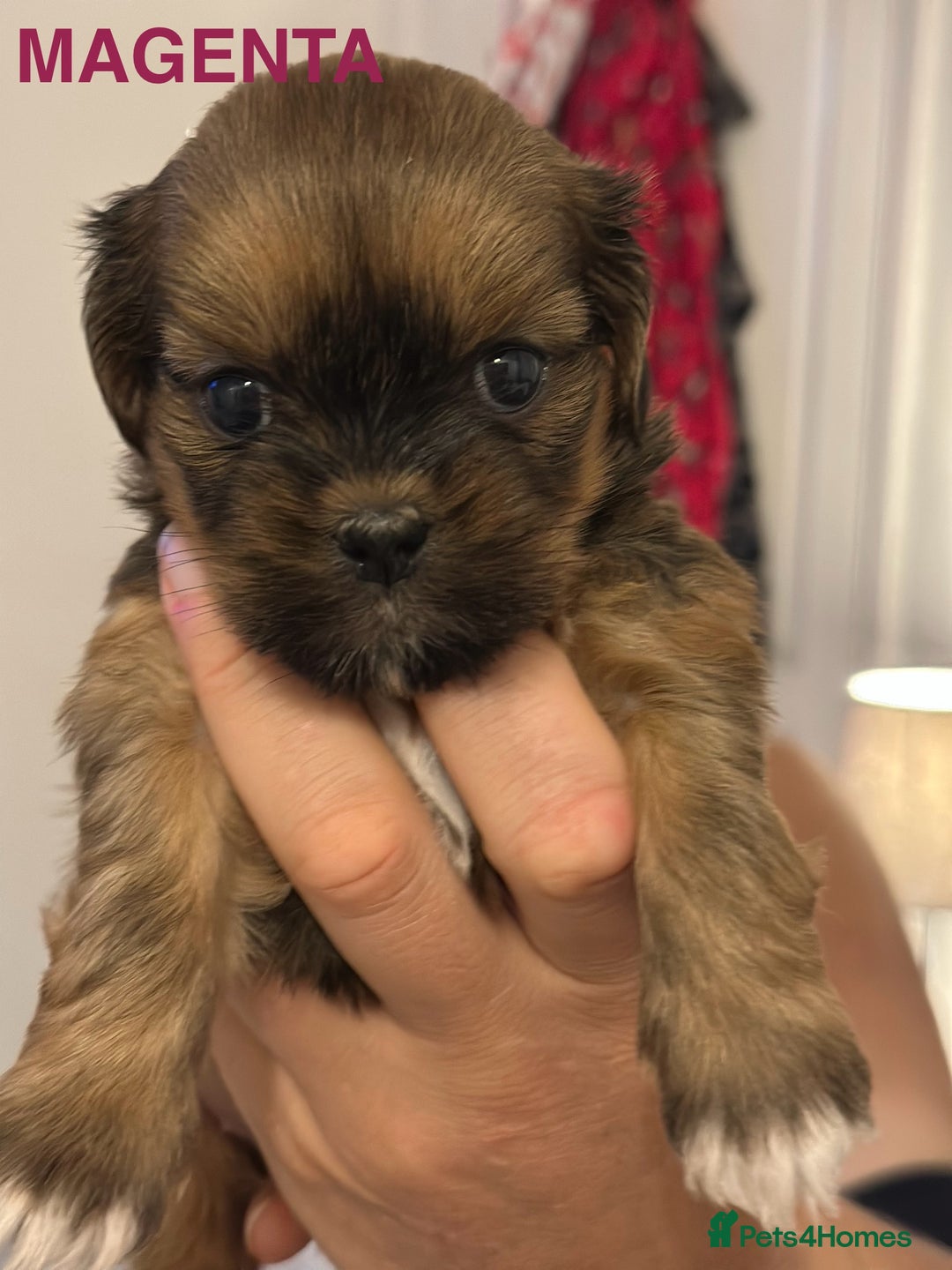 Lhasa Apso dogs for sale: Full Pedigree KC REG LHASA APSO PUPPIES !!! - Image 16