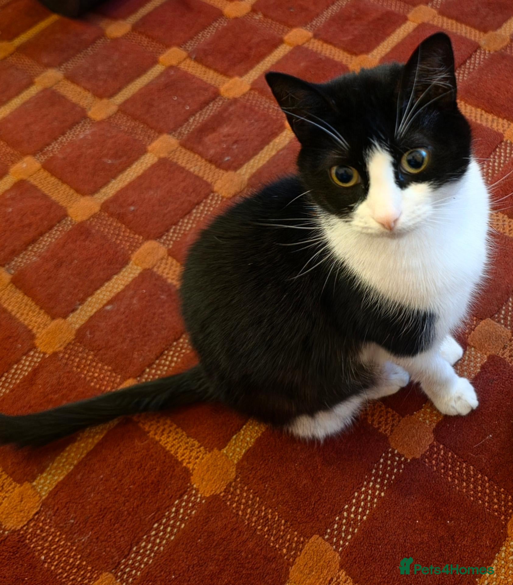 Domestic Shorthair cats Lovely Cat - Advert 1