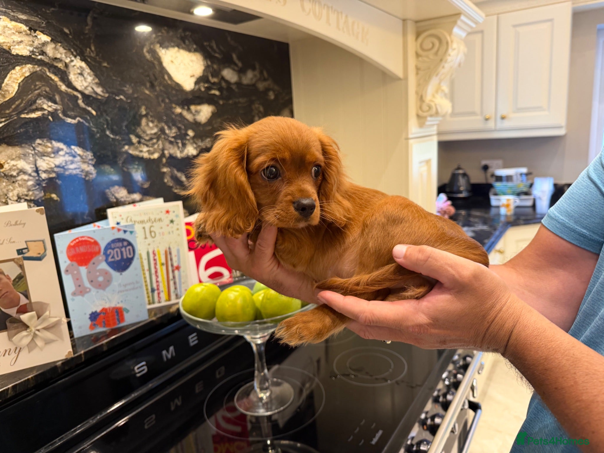 Cavalier King Charles Spaniel dogs King Charles cavalier puppies ruby - Advert 1
