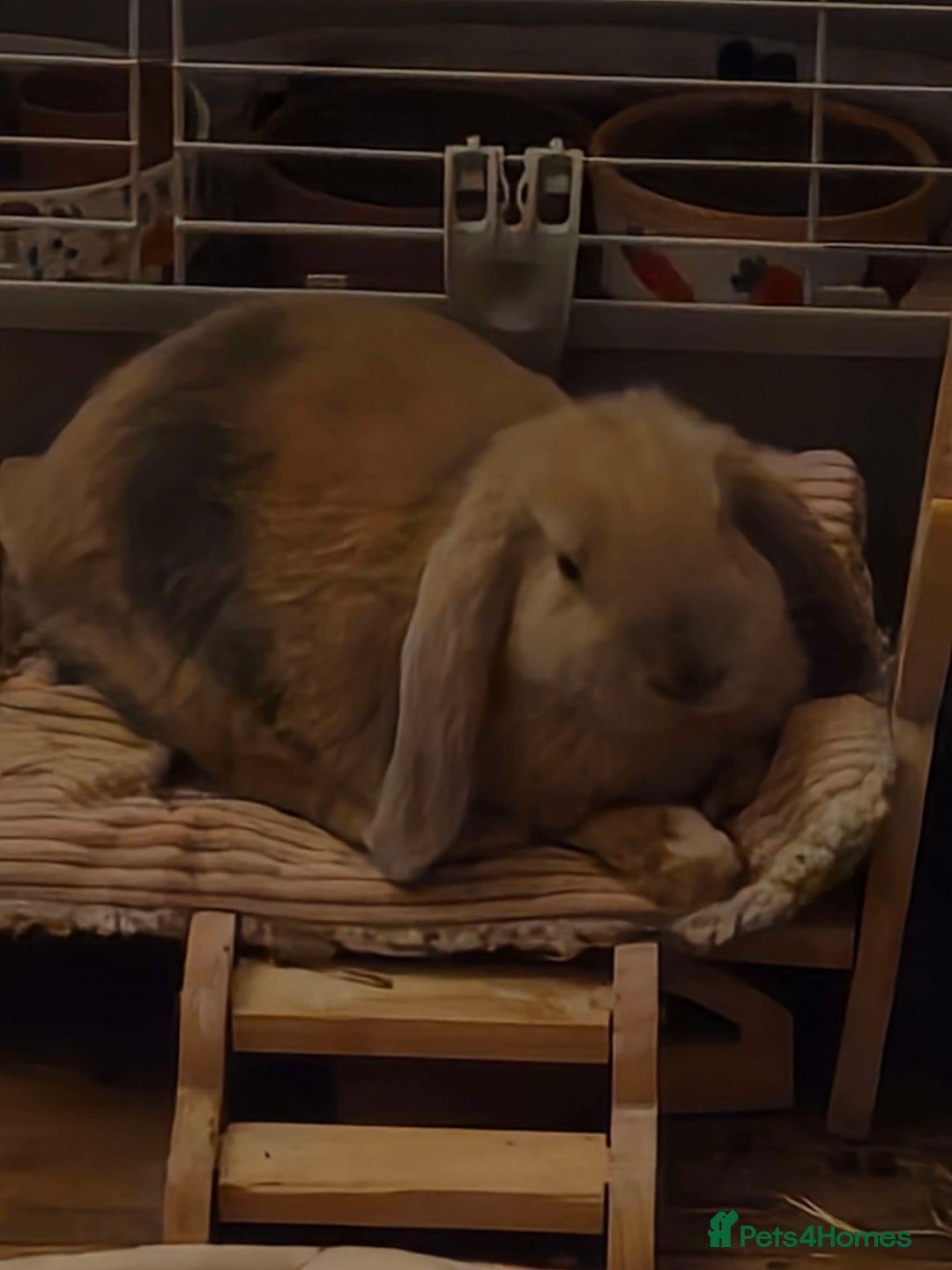 English Lop rabbits for sale: english lop rabbit - Advert 3