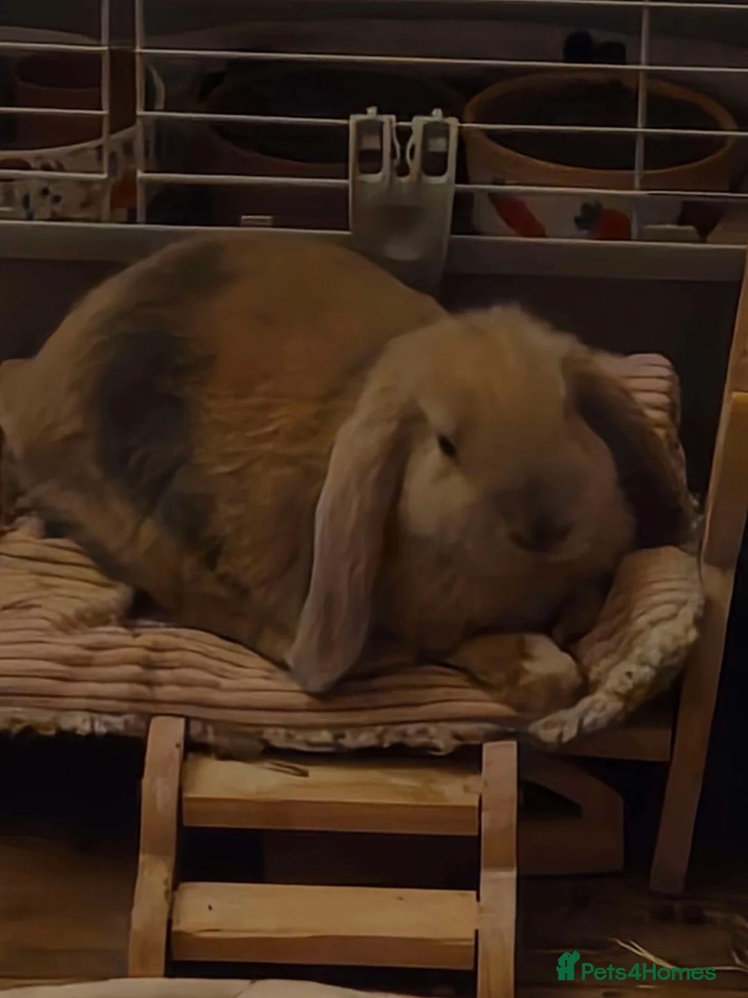 English Lop rabbits for sale: english lop rabbit - Advert 3