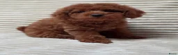 Toy Poodle dogs for sale:  Red Toy Poodle Puppies – Asian Teddy Bear Type in Motherwell - Advert 12