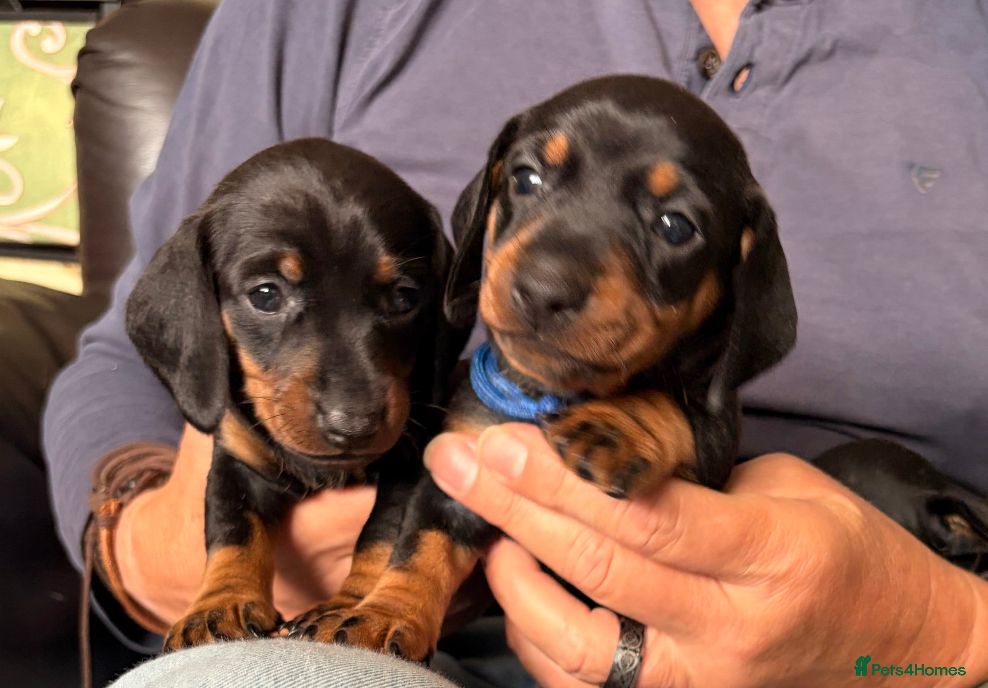 Dachshund dogs 3 Beautiful Females left - Advert 2