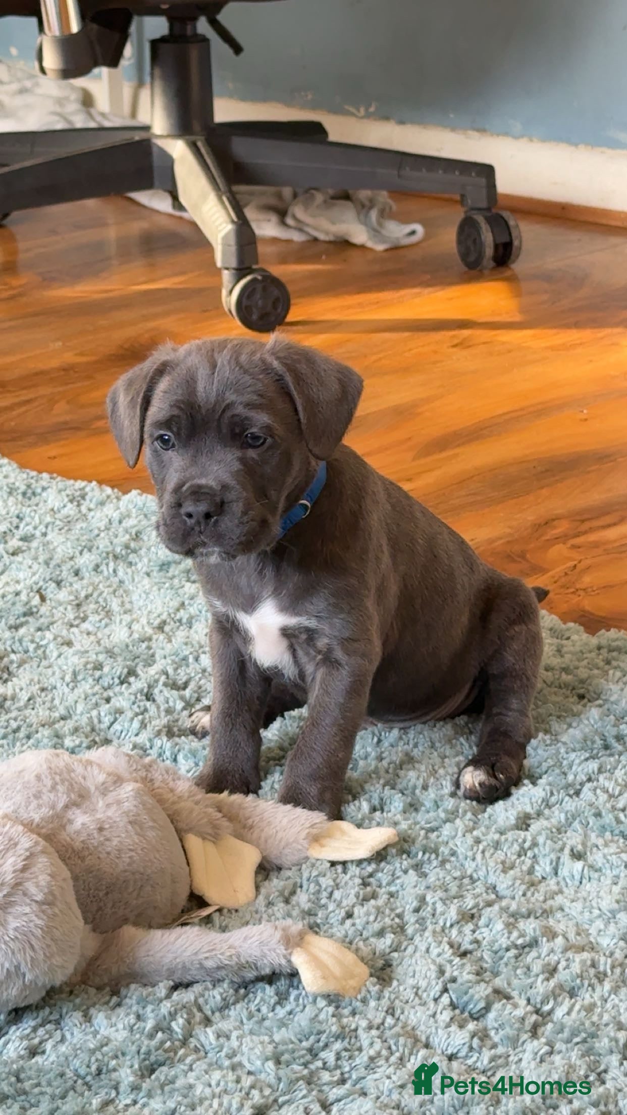 Mixed Breed dogs Male blue and tan  - Advert 11