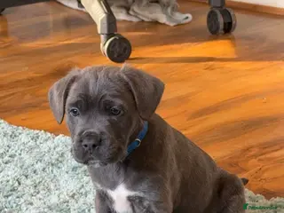 Mixed Breed dogs Male blue and tan - Advert 11