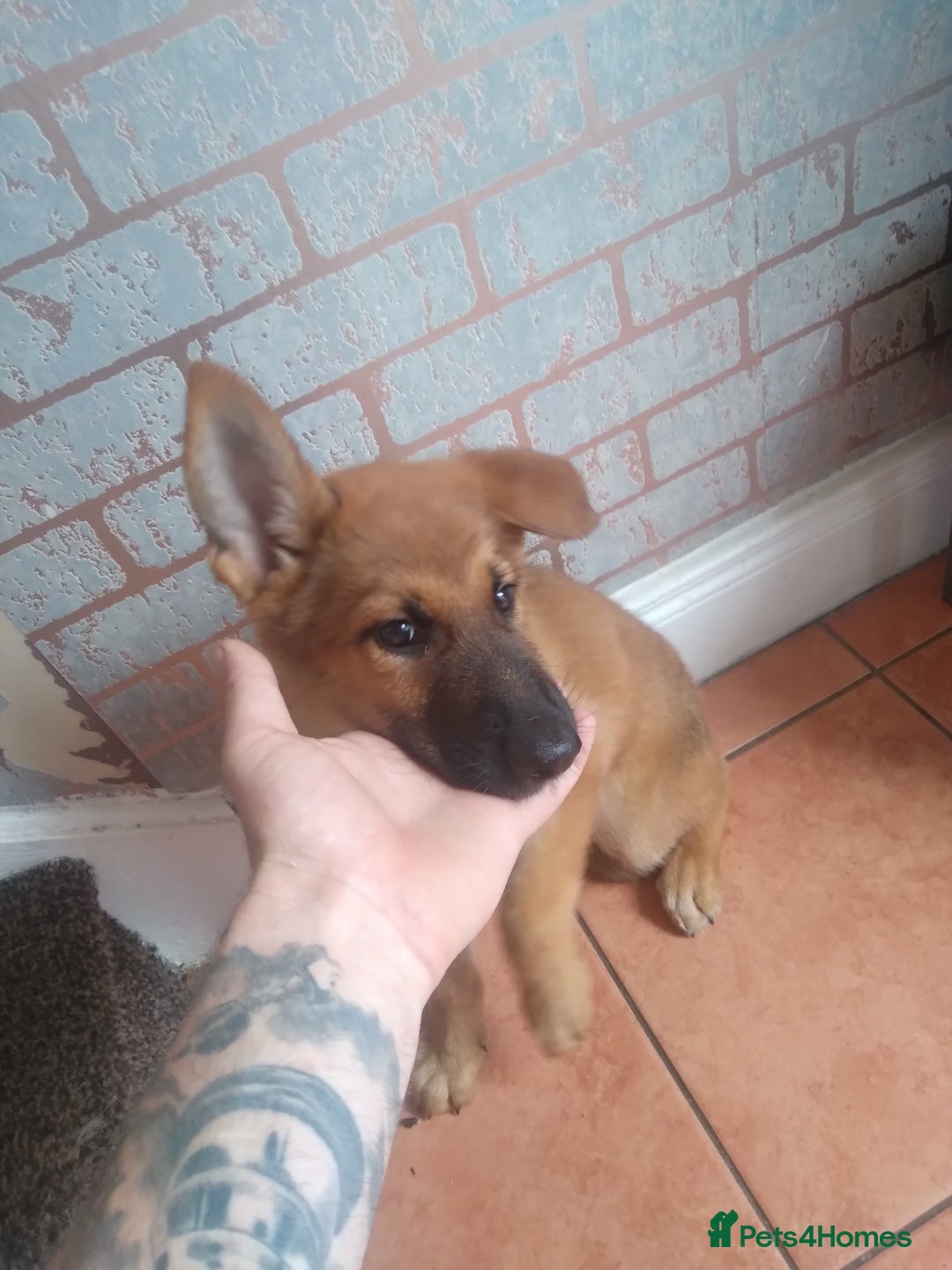 German Shepherd dogs for sale: German shepherd x Belgium malinois  - Image 1