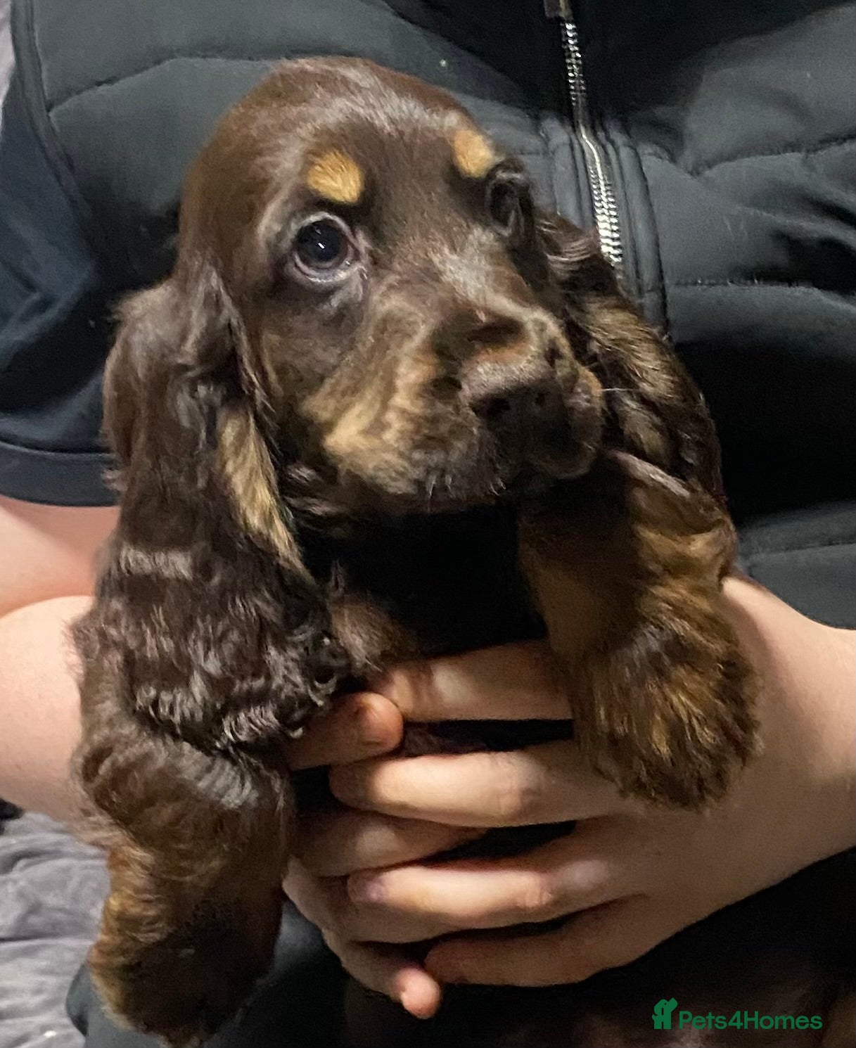 Cocker Spaniel dogs Only 3 left - KC Reg Show Type Cocker Spaniels - Advert 3