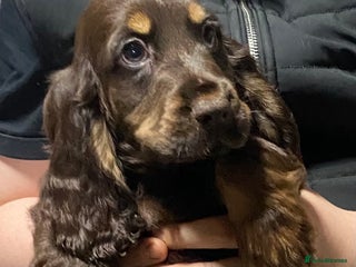Cocker Spaniel dogs Only 3 left - KC Reg Show Type Cocker Spaniels - Advert 2