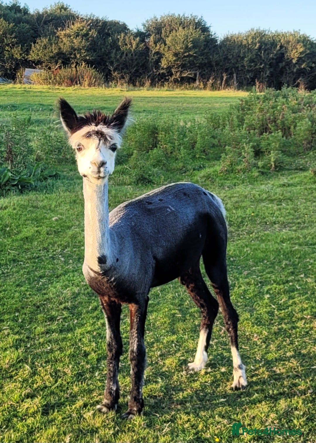 Alpaca livestock for sale: Alpacas for Sale - Advert 10