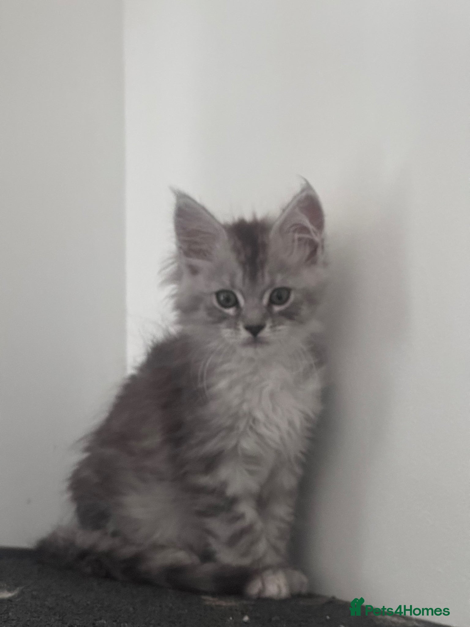 Maine Coon cats Maine Coon female kitten  - Advert 14