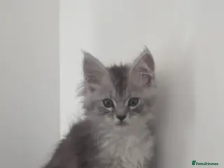 Maine Coon cats Maine Coon female kitten - Advert 14