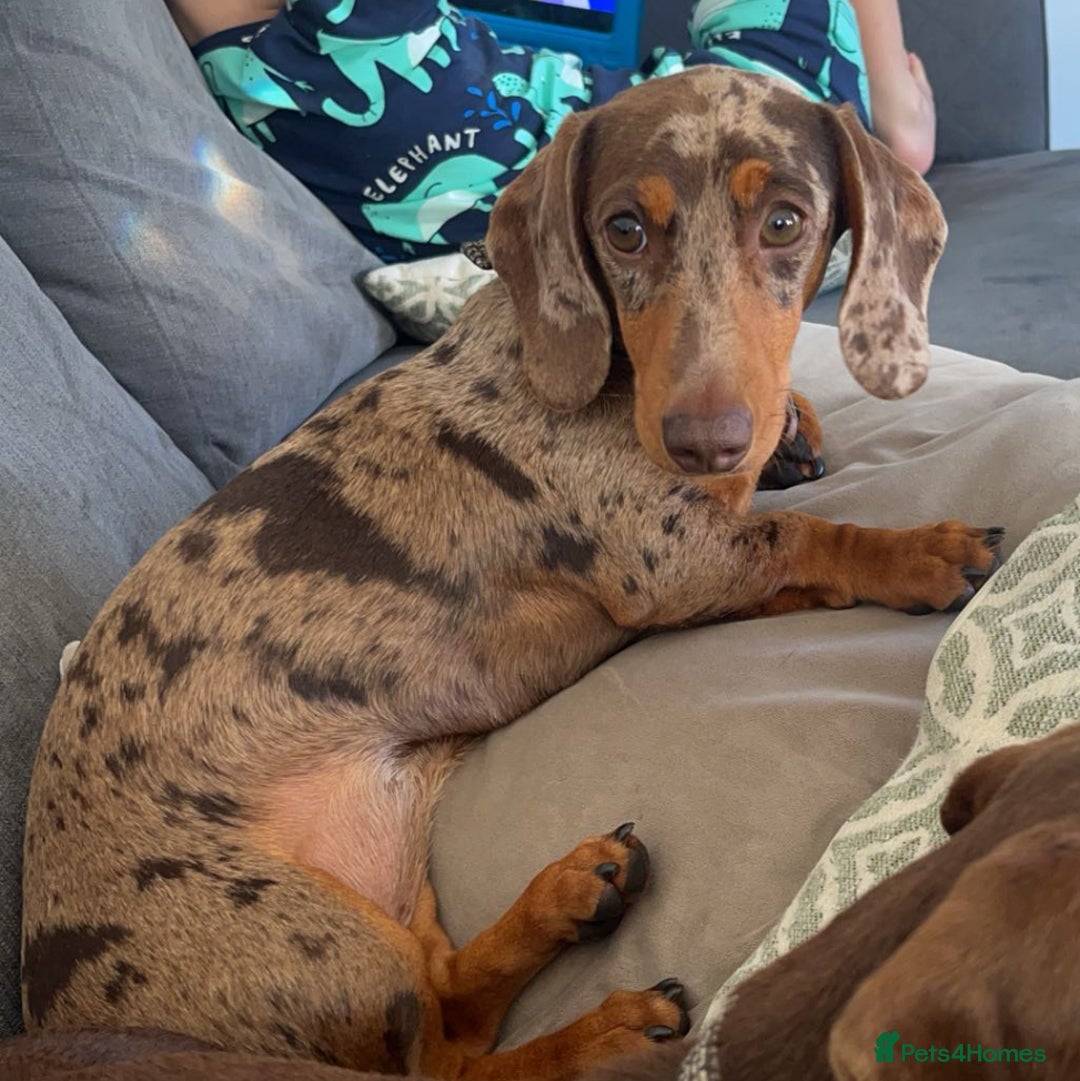 Miniature Dachshund dogs for sale: Beautiful Miniature Dachshund Puppies - Image 2