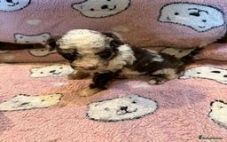 Toy Poodle dogs for sale: Exquisite Toy Poodle pups - Health tested parents - Image 23