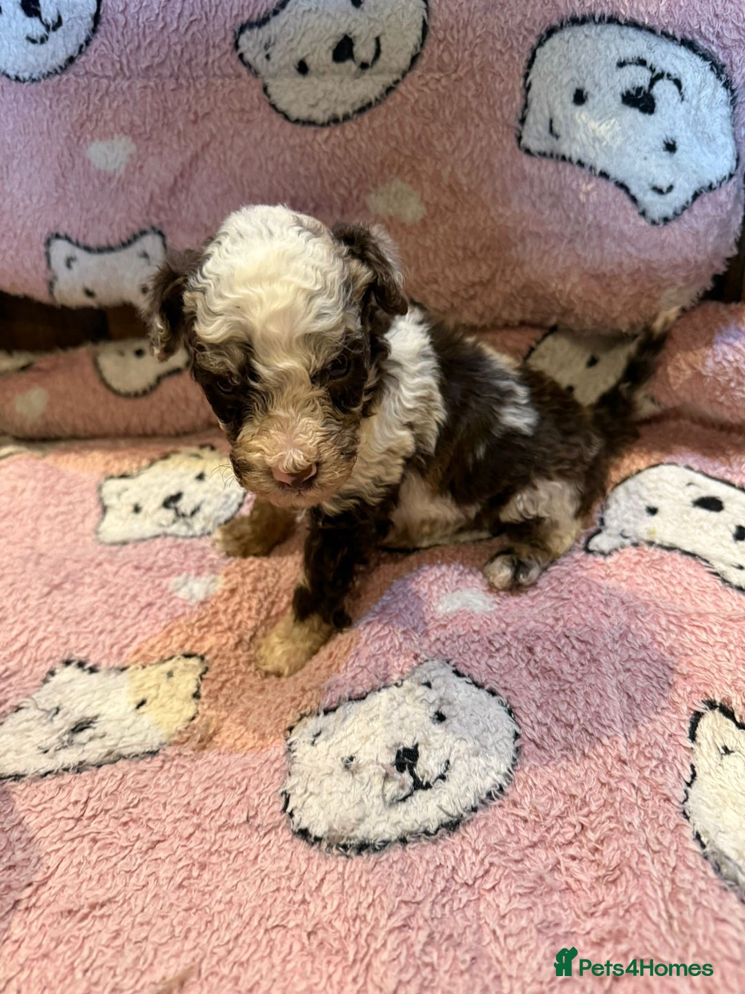 Toy Poodle dogs for sale: Exquisite Toy Poodle pups - Health tested parents - Image 23
