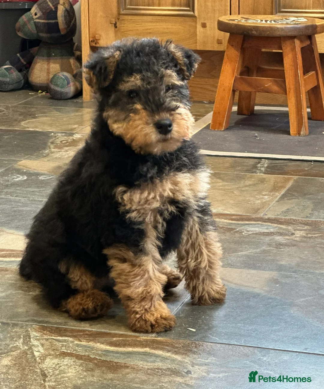 Welsh Terrier dogs for sale: Welsh Terrier Boys available  in Llandysul - Advert 3