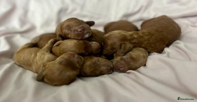 Cockapoo dogs - Advert 14