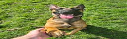 Belgian Shepherd Dog dogs for sale: Belgian malinois x german shepherd  - Advert 3
