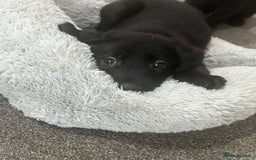 Mixed Breed dogs for sale: 6 lab cross german shepherd beautys - Image 6