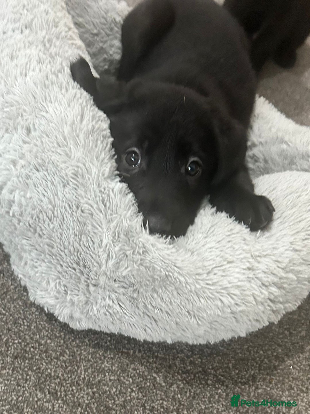 Mixed Breed dogs for sale: 6 lab cross german shepherd beautys - Image 6