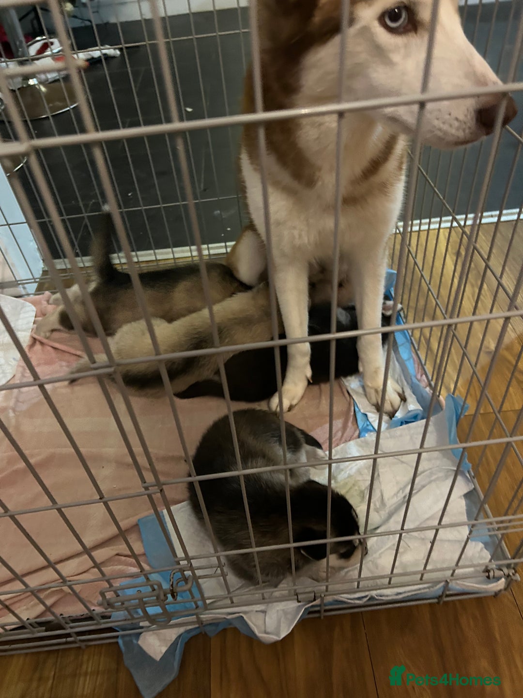 Shepsky dogs for sale: Puppies - Advert 6