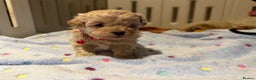 Maltipoo dogs for sale: Small Maltipoo puppy’s - Advert 15