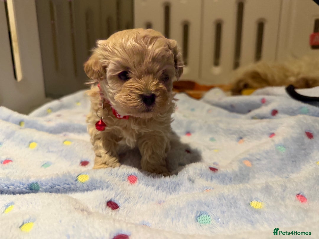 Maltipoo dogs for sale: Small Maltipoo puppy’s - Advert 15