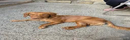 Mixed Breed dogs for sale: Male cocker spanial x jack russel - Advert 2