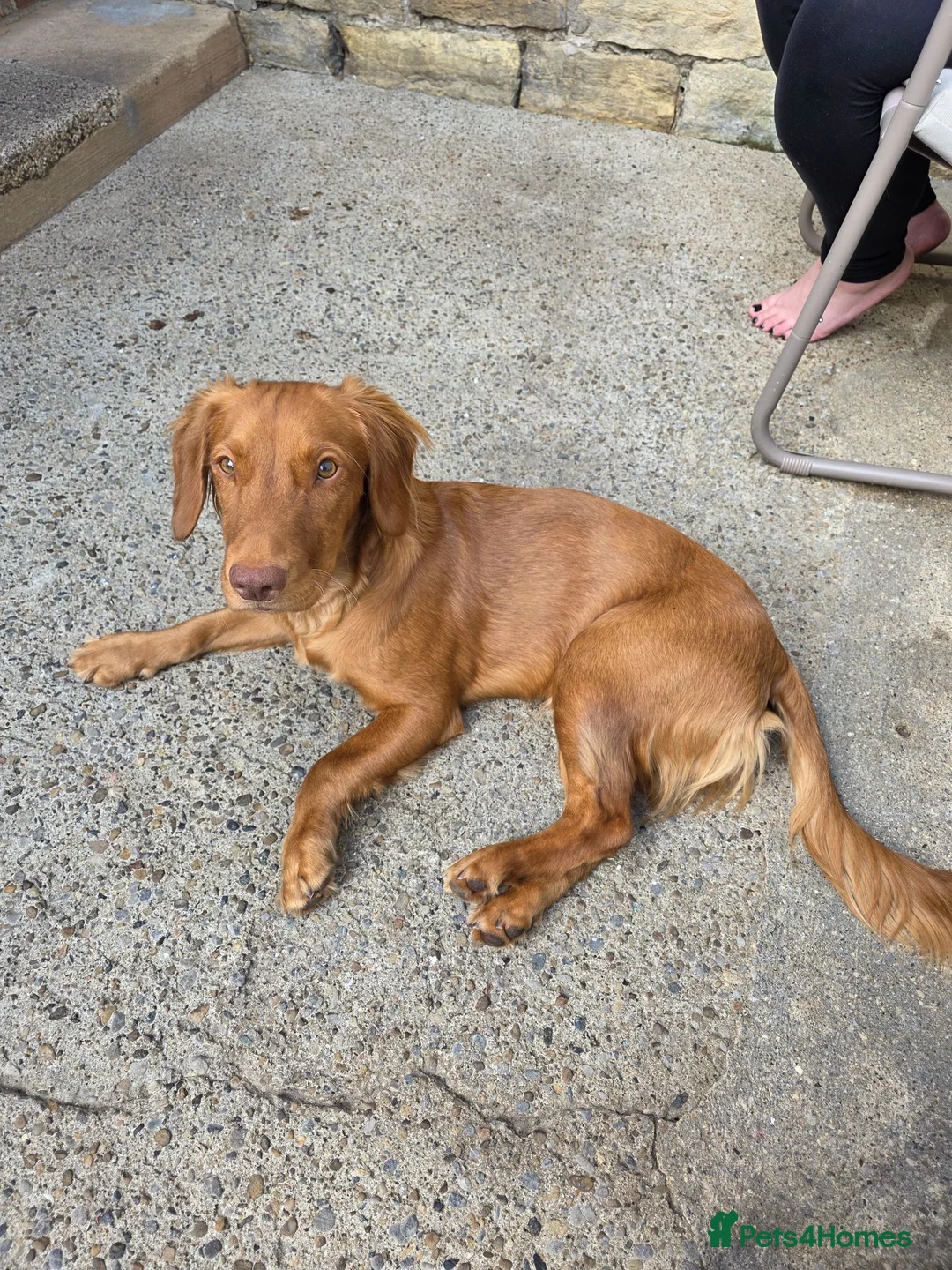 Mixed Breed dogs for sale: Male cocker spanial x jack russel - Advert 2