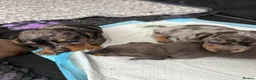 Miniature Dachshund dogs for sale: Miniature Daschunds - Advert 10