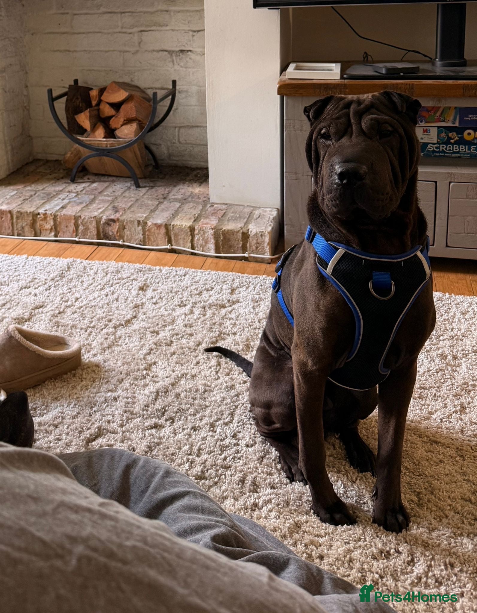 Shar Pei dogs for sale: Shar pei 10 months old  in Ipswich - Advert 2