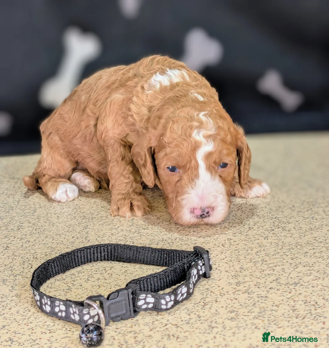 Cockapoo dogs for sale: 🐾 Stunning F1b Cockapoo Puppies. - Advert 6