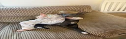 Whippet dogs for sale: Kc registered blue whippet female  - Advert 6