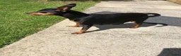 Miniature Pinscher dogs for sale:  Kc reg Blue boy Has to be seen to be believed  - Advert 6