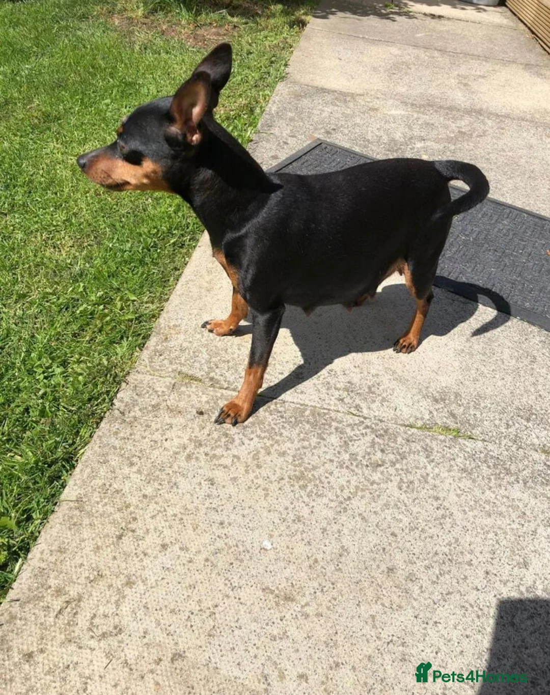 Miniature Pinscher dogs for sale:  Kc reg Blue boy Has to be seen to be believed  - Advert 6