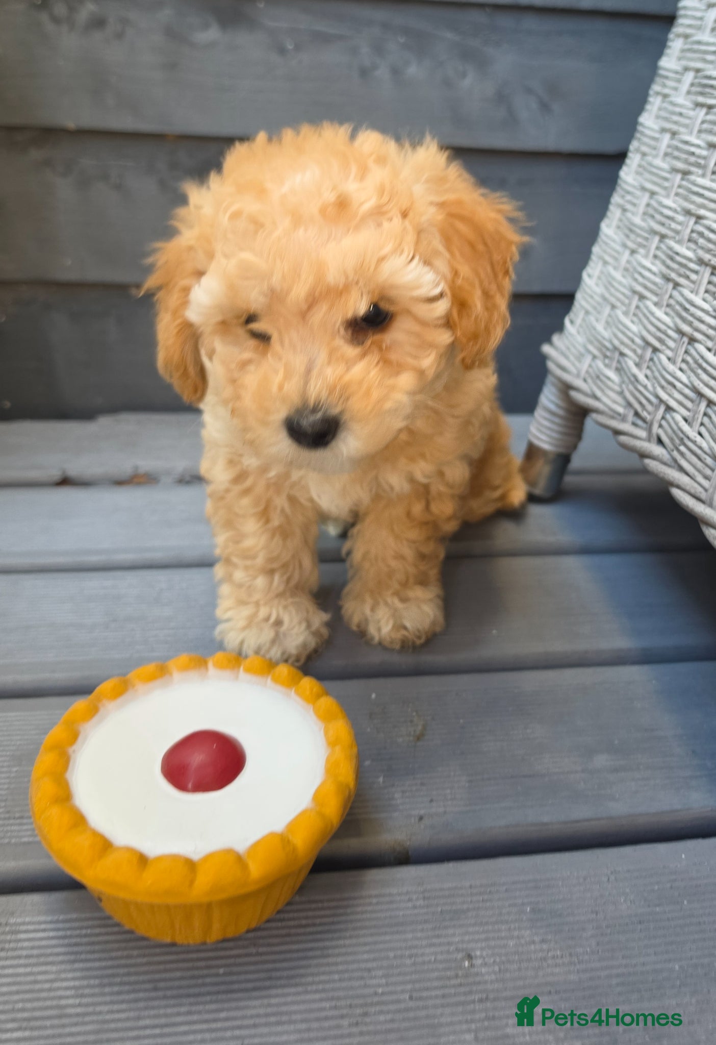 Maltipoo dogs 🐶Ready Tomorrow🐶1 beautiful maltipoo girl left🐶 - Advert 5