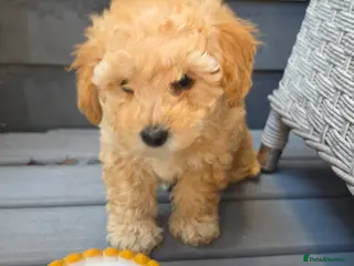 Maltipoo dogs 🐶Ready Tomorrow🐶1 beautiful maltipoo girl left🐶 - Advert 5
