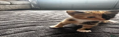 Mixed Breed 4