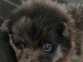 Pomeranian dogs for sale: Gorgeous pomeranian pups - Advert 1