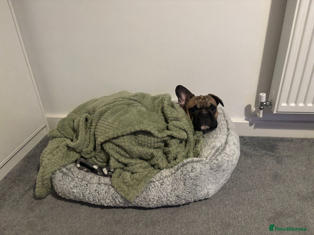 Mixed Breed dogs for sale: ROPE french bulldog  - Advert 4