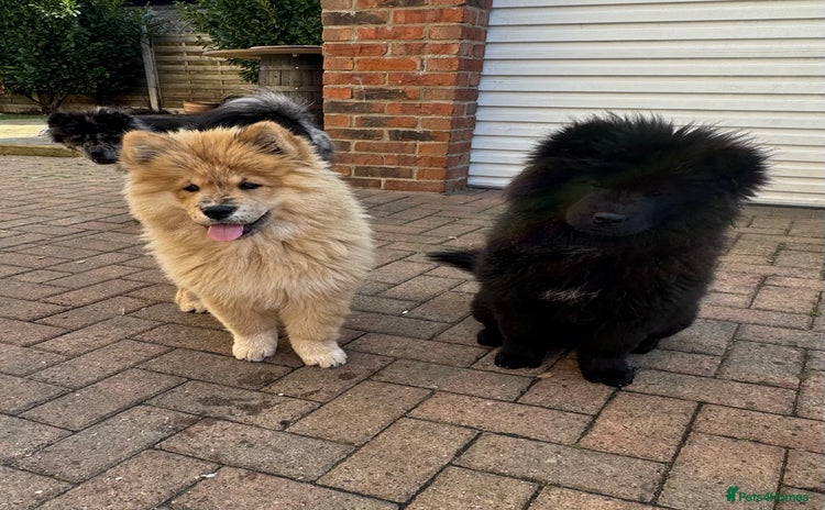 Chow Chow dogs - Advert 1
