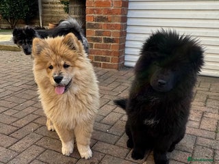 Chow Chow dogs - Advert 34