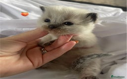 Ragdoll cats for sale: ✨Ragdoll Kittens Available – European Lines ✨ - Image 17